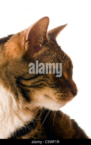 Close up d'un tabby cats profil, montrant les yeux et la poitrine blanche Banque D'Images