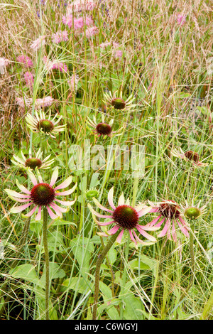 Un jardin sauvage de prairie avec herbes ornementales deschampasia stipa et Echinacea achillea sanguisorba fleurs frontière été Royaume-Uni Banque D'Images