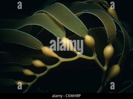 Les frondes, lames, et les tiges de varech géant (Macrocystis pyrifera). Carte des îles, en Californie, aux États-Unis, l'Océan Pacifique Banque D'Images