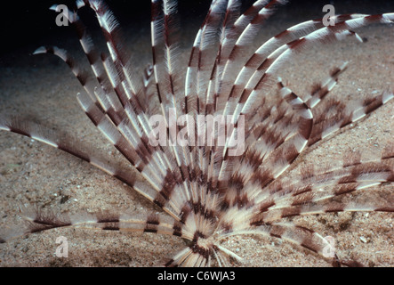 Feather Duster Worm (Sabellastarte sanctijosephi) s'ouvrent et se nourrissant de plancton. Mer Rouge, Egypte Banque D'Images