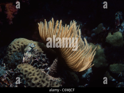 Feather Duster Worm (Sabellastarte sanctijosephi) s'ouvrent et se nourrissant de plancton. Mer Rouge, Egypte Banque D'Images