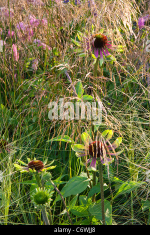 Un jardin sauvage de prairie avec herbes ornementales deschampasia stipa et Echinacea sanguisorba fleurs frontière de fleurs été Royaume-Uni Banque D'Images