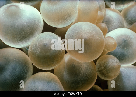 Ampoules sur bout de tentacules de l'anémone de mer (Stoichactis gigas). Mer Rouge, Egypte Banque D'Images