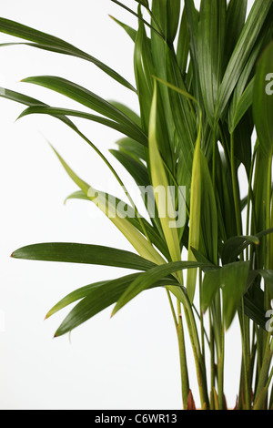 Close up de feuilles de palmier Kentia, sur un fond blanc. Banque D'Images