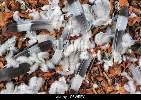 Pigeon ramier (Columba palumbus) reste montrant des plumes sur le sol de la forêt entre les feuilles d'automne, Belgique Banque D'Images