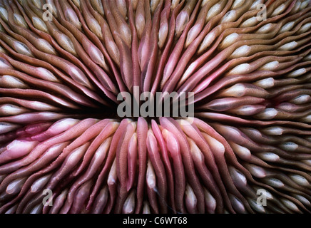 Corail champignon (Fungia fungites). Mer Rouge, Egypte Banque D'Images