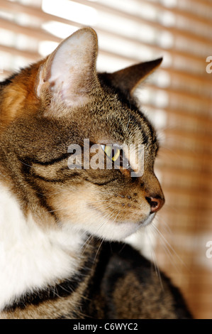 Close up d'un tabby cats profil, montrant les yeux et la poitrine blanche Banque D'Images