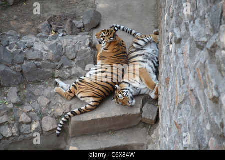 deux tigres Banque D'Images