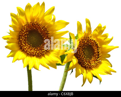 Deux tournesols isolé sur fond blanc Banque D'Images