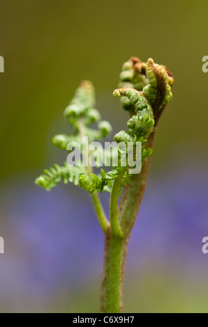 Fronde de fougère déployant Banque D'Images