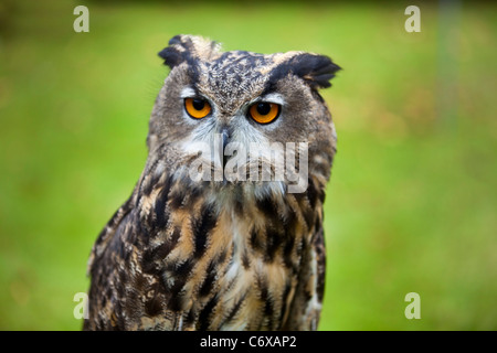 Grand-duc (Bubo bubo) Amérique latine : perché, face à fond vert. Nuit du Pembrokeshire, oiseau de proie. 119960 Bird Show Banque D'Images