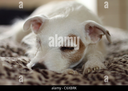 Mignon chien dormir avec la tête sur les pieds les yeux fermés. Jack Russell Terrier Banque D'Images