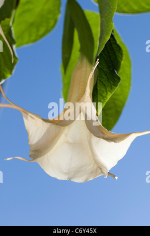 Trompette des anges, Rodnande änglatrumpet (Brugmansia versicolor) Banque D'Images