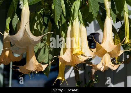 Trompette des anges, Rodnande änglatrumpet (Brugmansia versicolor) Banque D'Images