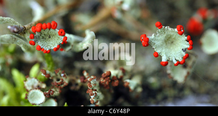 Cladonia rangiferina, Banque D'Images