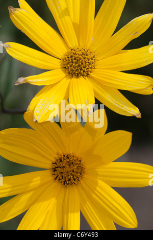 Präriesolros gaie, tournesol (Helianthus x laetiflorus) Banque D'Images