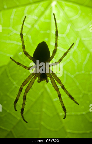 Un gros plan sur une femme cross-spider (Arenatus diadematus). Épeire diadème (Araneus diadematus) femelle en gros plan. Banque D'Images