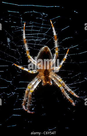 Un gros plan sur une femme araignée des jardins (Arenatus diadematus). Épeire diadème (Araneus diadematus) femelle en gros plan. Banque D'Images