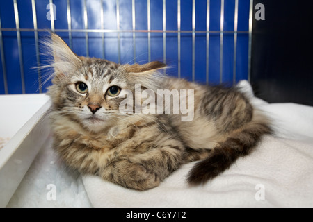 Chaton des forêts norvégiennes dans une cage d'affichage à un club local exposition féline au Royaume-Uni Banque D'Images