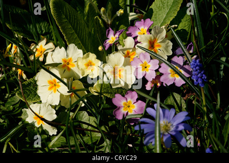 (Primrose Primula vulgaris) en fleurs. Banque D'Images