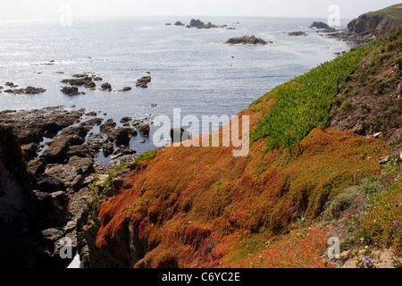 À au sud-ouest du cap LIzard en Cornouailles avec plantes côtières sur les falaises accidentées et une côte rocheuse Banque D'Images