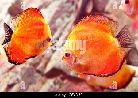 Des poissons de disque close up (Symphysodon spp.) Banque D'Images
