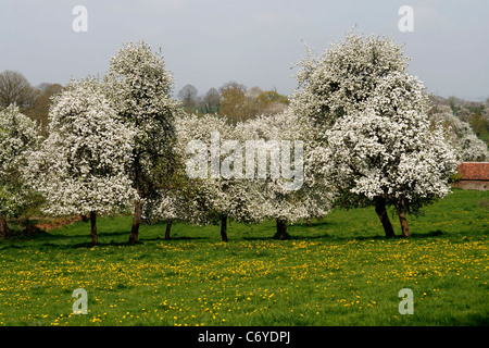 Oechard avec Perry poiriers et pommiers à cidre en fleurs à ressort (Domfrontais, Orne, Normandie, France). Banque D'Images