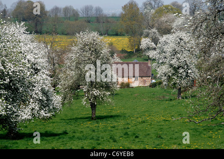 Perry poiriers en fleurs à ressort (Domfrontais, Orne, Normandie, France). Banque D'Images