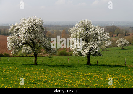 Perry poiriers en fleurs au printemps (Domfrontais, Orne, Normandie, France). Banque D'Images