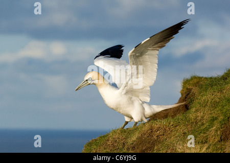 Fou de Bassan (Morus bassanus), debout sur une falaise herbeuses lors d'une colonie à Troup Head Banque D'Images