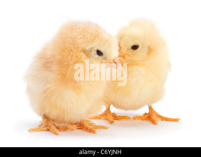 Smal jaune isolé sur blanc de poulet Banque D'Images