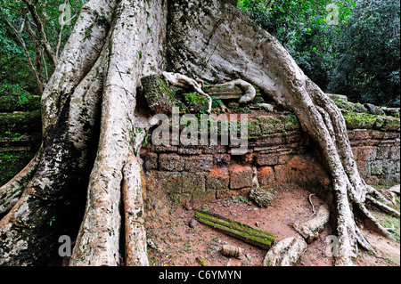 Strangler fig (Ficus sp.) les racines des arbres sur des ruines, Ta Prohm Temple, Angkor Wat, Siem Reap, Cambodge Banque D'Images