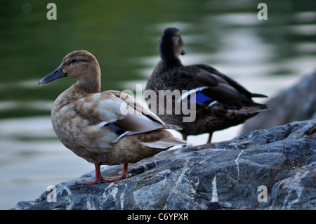 Animal, bec, beau, beauté, big, oiseau, oiseaux, noir, bleu, clair, libre, mignon, cygnets, cygnus, sombre, canard, canards, Banque D'Images