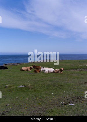 dh Mull Head PAPA WESTRAY ISLAND ORKNEY SCOTLAND Cattle sitting pâturage des prairies troupeau de bétail boeuf les vaches du royaume-uni s'assoient Banque D'Images