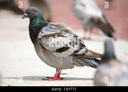 Close up off gray dove dans le groupe des pigeons sur le sol de la place de Barcelone. Banque D'Images