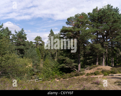 dh FYRISH HILL ROSS CROMARTY Jubilee path Fyrish Hill Scottish evergreen Tree Pine Forest Walk scotland uk easter rossshire Banque D'Images