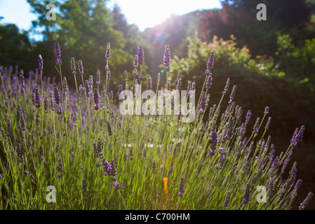 Close up of lavender flowers Banque D'Images