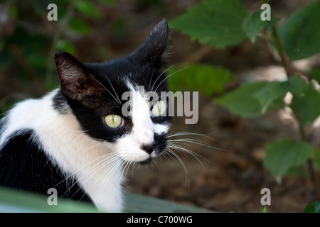 Libre d'un chat noir et blanc avec des yeux verts. Banque D'Images