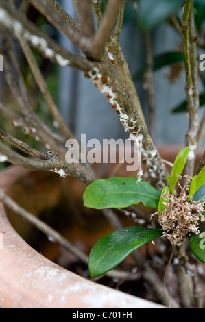 Mealhy bug sur jardin de plantes en pot Banque D'Images