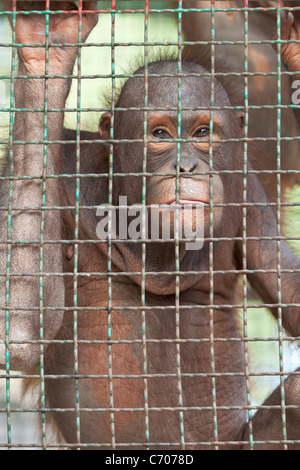 Orang-outan derrière une cage de zoo. Banque D'Images