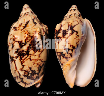 Bat Volute shell (Cymbiola vespertilio) c9cm. Philippines Banque D'Images