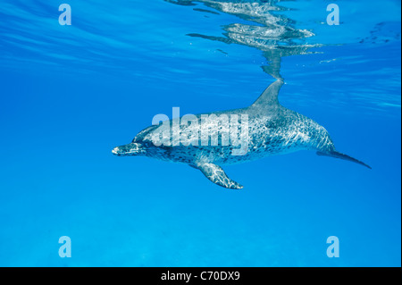 Dauphin tacheté de l'Atlantique, Stenella frontalis, Fleckendelfin Atlantischer dauphins adultes North Bimini Bahamas sauvage et libre Banque D'Images