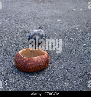 Pigeon et pain au levain Bol, San Francisco Banque D'Images