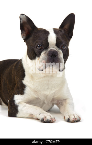 Jeune chien boston terrier Banque D'Images