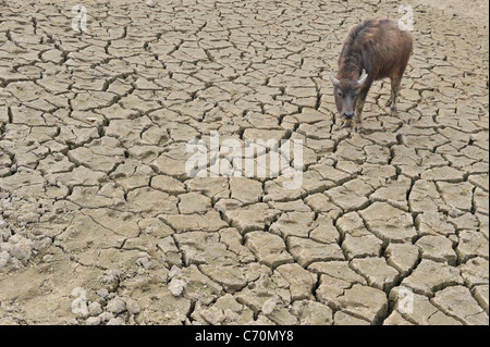 Les feuilles de la sécheresse des citoyens chinois qui font face à de graves pénuries d'eau, des millions de personnes dans le sud-ouest de la Chine sont confrontés à l'eau potable Banque D'Images