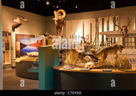 Les expositions dans le haut-Missouri Breaks National Monument Interpretive Centre, Fort Benton, au Montana. Banque D'Images