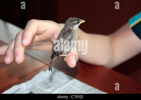 Garçon avec petit oiseau Banque D'Images