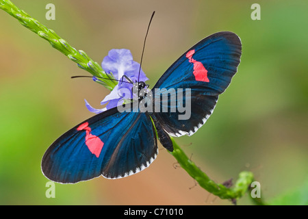 Heliconius erato alimentation cyrbia Banque D'Images