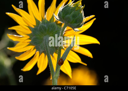 Coccinelle et tournesol Banque D'Images