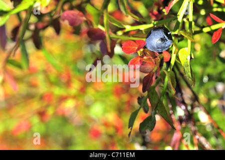 La myrtille en multi-couleur feuillage automne coloré. Banque D'Images